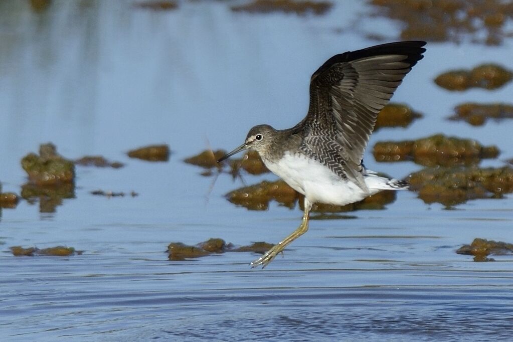 Green Sandpiperadult post breeding, identification