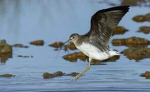 Green Sandpiper