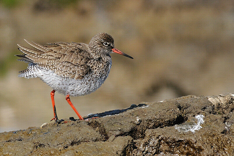 Common Redshank