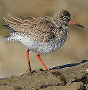 Common Redshank