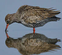 Common Redshank