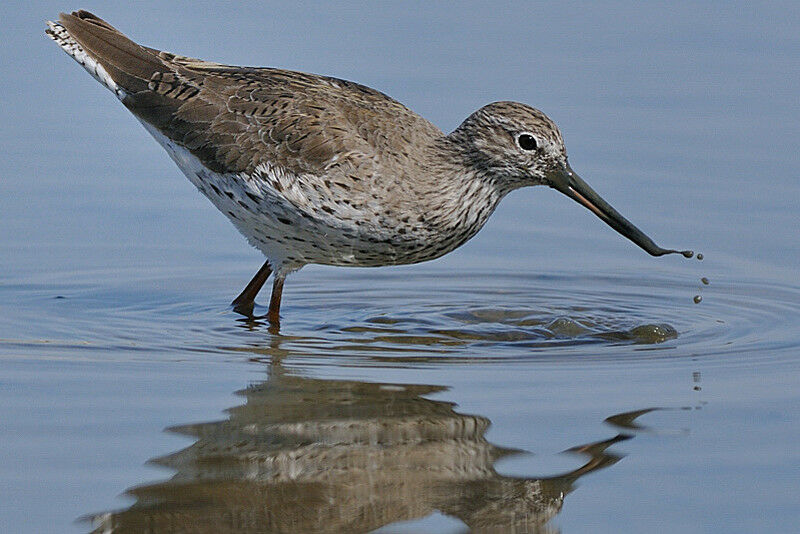 Common Redshank