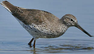 Common Redshank