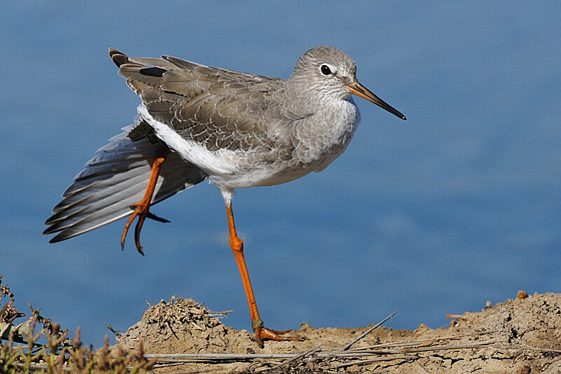 Common Redshank