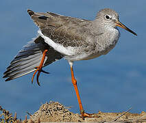 Common Redshank