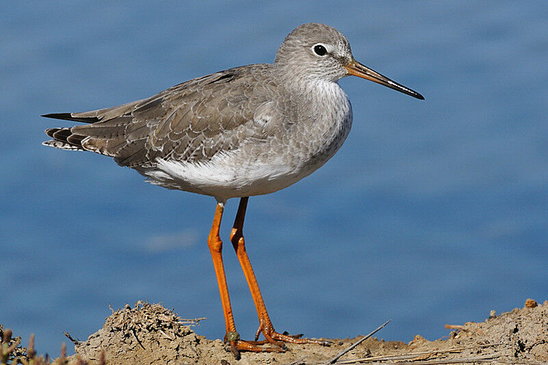 Common Redshank