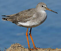 Common Redshank