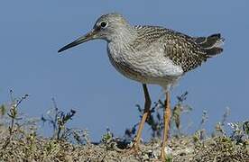 Common Redshank