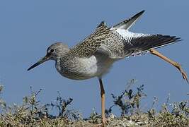 Common Redshank