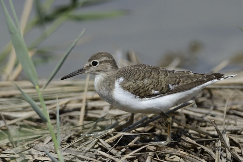 Common Sandpiperadult post breeding