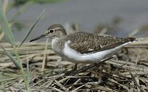 Common Sandpiper