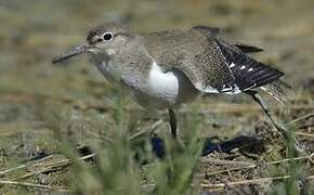 Common Sandpiper