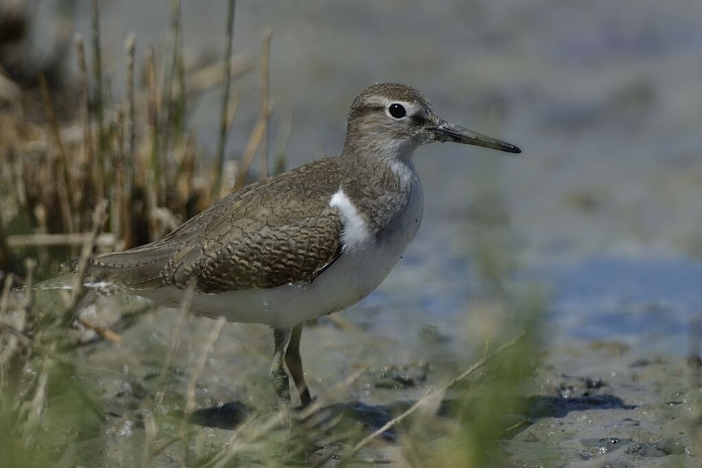 Common Sandpiperadult post breeding, close-up portrait