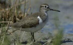 Common Sandpiper