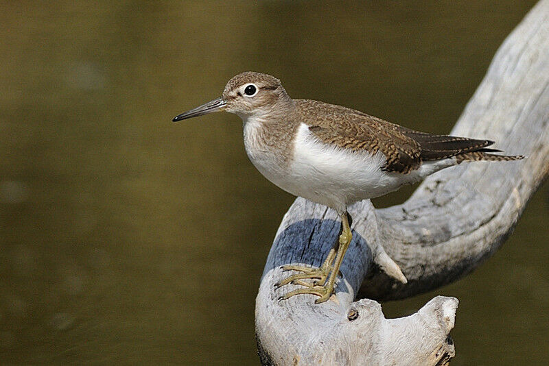 Common Sandpiperadult