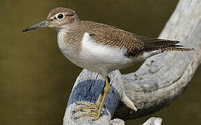 Common Sandpiper