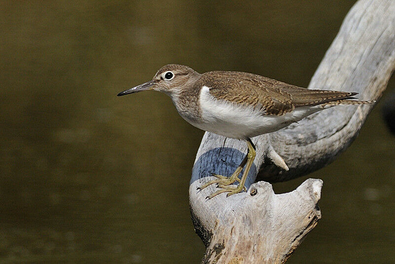 Common Sandpiperadult