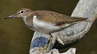 Common Sandpiper