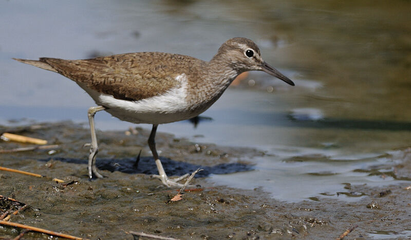 Common Sandpiper