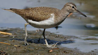 Common Sandpiper