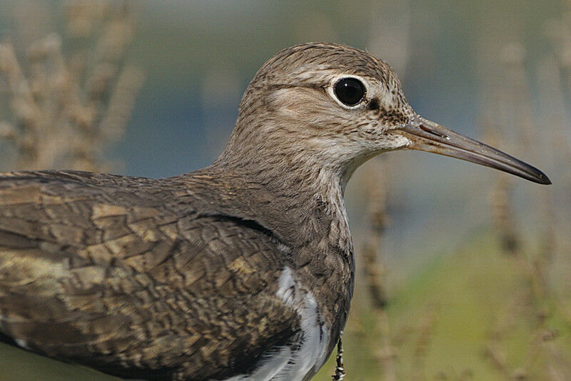 Common Sandpiperadult