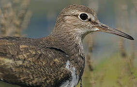 Common Sandpiper