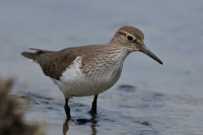 Common Sandpiperadult