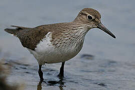 Common Sandpiper