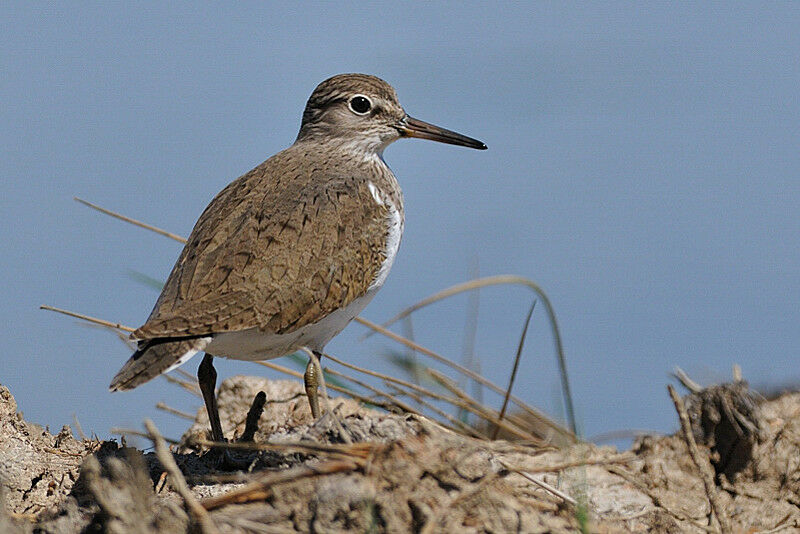 Common Sandpiper