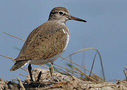 Common Sandpiper