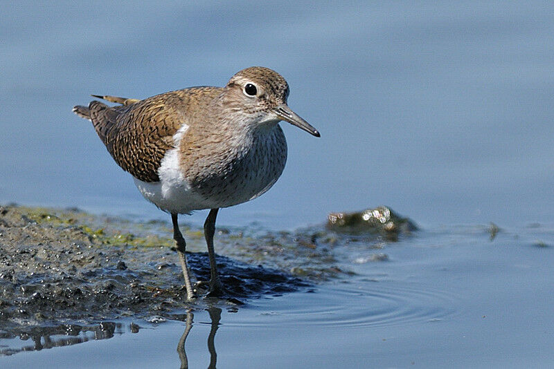 Common Sandpiperadult breeding