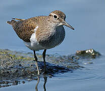 Common Sandpiper