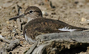 Common Sandpiper