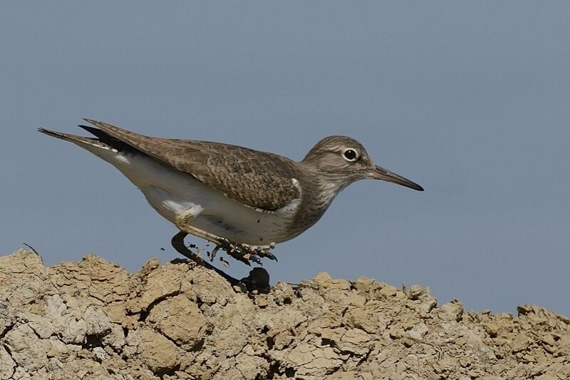 Common Sandpiperadult breeding