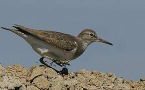 Common Sandpiper