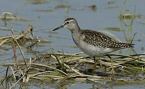 Wood Sandpiper