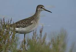 Wood Sandpiper