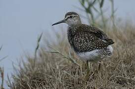 Wood Sandpiper