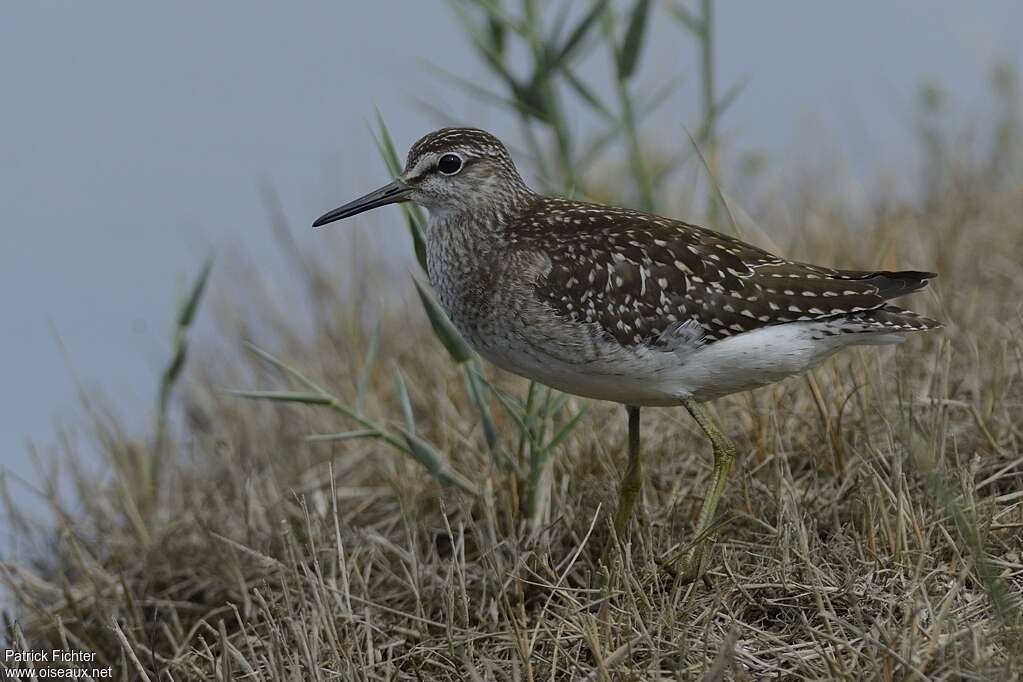 Wood Sandpiperadult post breeding, identification