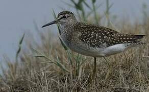 Wood Sandpiper