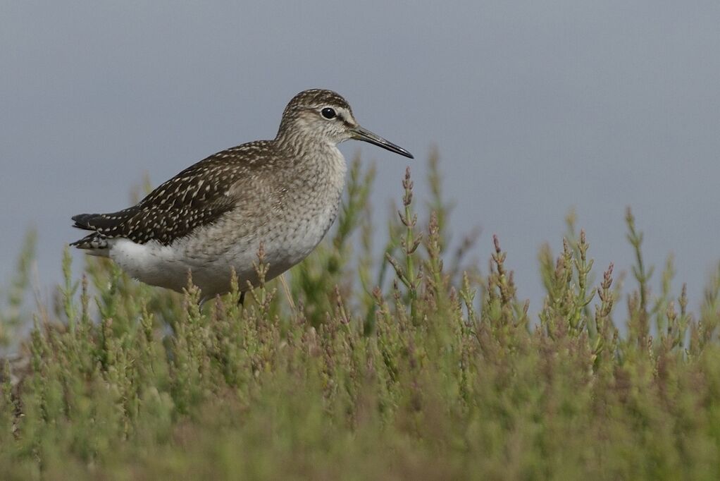 Chevalier sylvainadulte internuptial, habitat