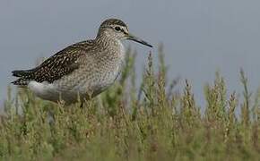 Wood Sandpiper