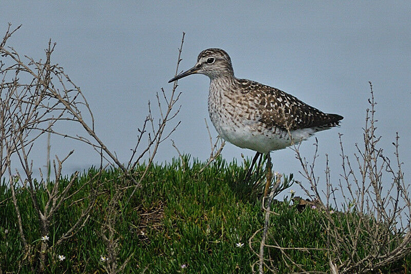 Wood Sandpiperadult breeding