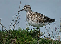 Wood Sandpiper