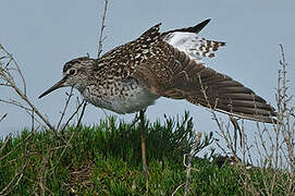 Wood Sandpiper