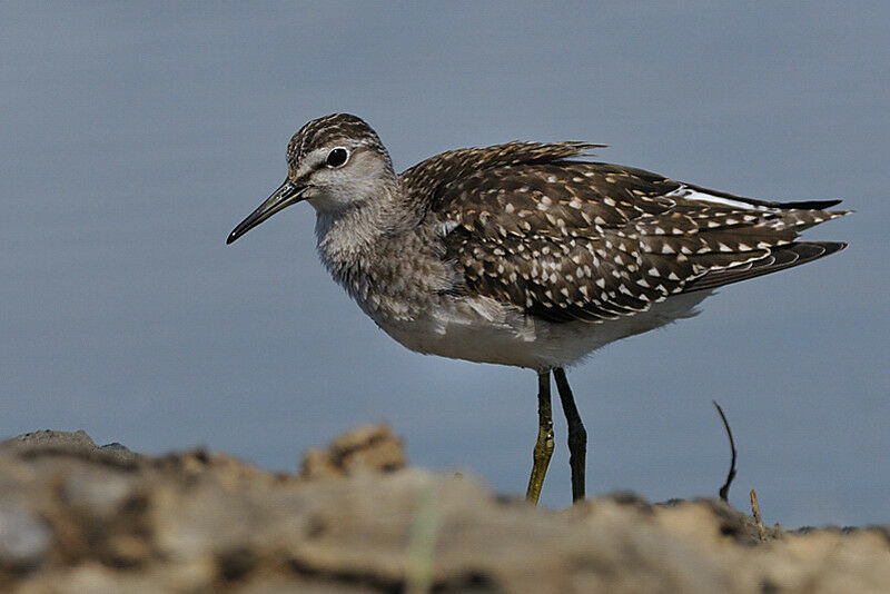 Wood Sandpiperadult