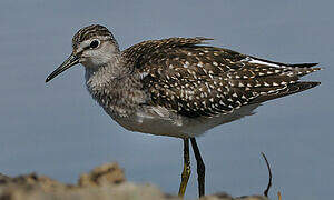 Wood Sandpiper