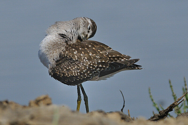 Wood Sandpiperadult