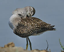 Wood Sandpiper