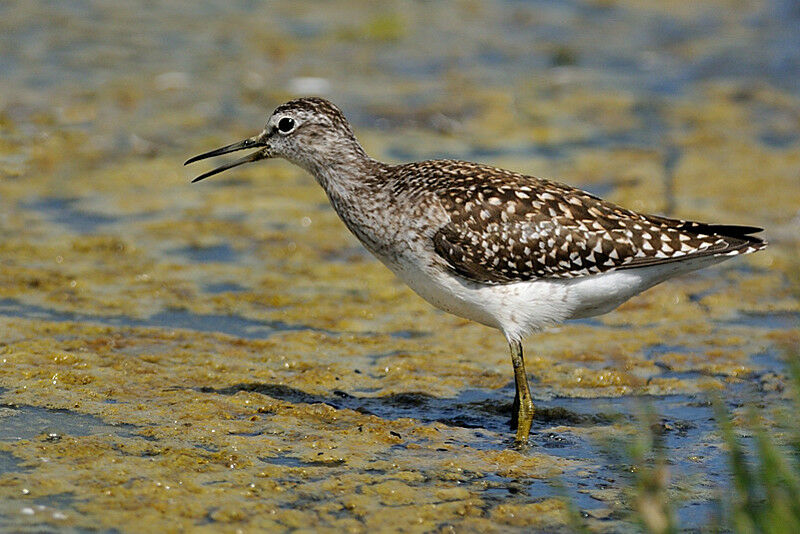 Wood Sandpiperadult